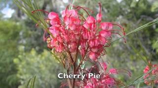 Grevillea Hybrids [upl. by Aohk270]