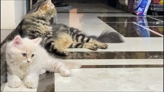 Baby Cat name MAX  Mother Cat Name Silky  cats lover  persian cats  pets lover  animal lovers [upl. by Magas]