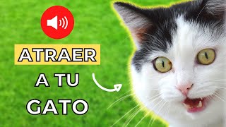 Maullido para Atraer a tu Gato Garantizado 🐈💨 [upl. by Dweck]