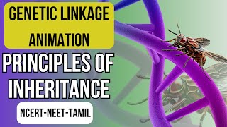 Genetic Linkage Animation  Gene Mapping  Principles of Inheritance  NCERT XII  NEET Biology [upl. by Templa]