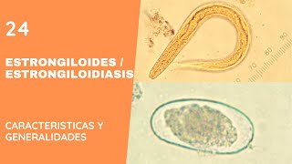 ESTRONGILOIDES 24 ESTRONGILOIDIASIS  NEMATODOS [upl. by Assirual211]