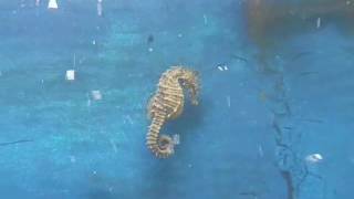 Seahorse Swimming [upl. by Isidore440]