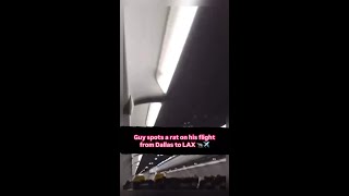 Guy spots a rat on his flight from Dallas to LAX 🐀✈️ [upl. by Arihsa]