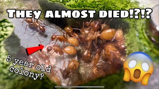 My 5 Year Old Ant Colony Almost Died Out The Story Of My Oldest Ant Colony [upl. by Aiuqram]