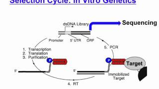 mRNA display [upl. by Nennek]