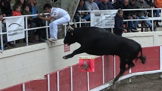 FOURQUESLigueCourse Camarguaise26042024AllardBon [upl. by Nalloh]