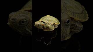 Two Headed Turtle Update‼️ Part 3 [upl. by Moina54]