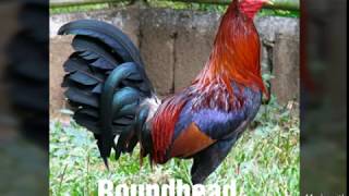 Top Strongest Gamefowl Breeds Part 2 [upl. by Aidin]