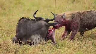 😱🤯😲❗️⚠️ HYENA Eating a Wildebeest Alive [upl. by Melc]