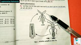 Gundhi Bug life cycle in hindi  Rice Bug  Leptocorisa Varicornis [upl. by Adnovahs465]