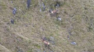 Fiordland Wapiti Upper Glaisnock 2020 [upl. by Fillander945]