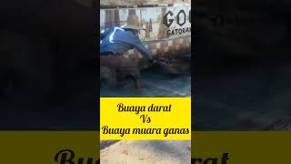 Buaya darat vs buaya muara epicbacksound buayaliar wildlife [upl. by Kettie]