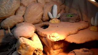 Uromastyx EnclosureHabitat Update [upl. by Nivrac]