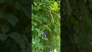 Clitoria ternatea atau bunga telang ternate ‼ butterfly pea flowers bungatelang clitoriaternatea [upl. by Brittan112]