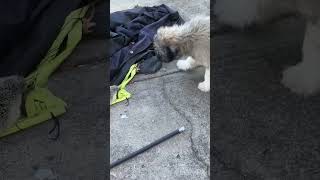 Dog VS Hedgehog🐶🦔🫡😂 funny shorts [upl. by Dorella]