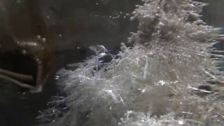 ELECTROREFINING OF SILVER TO 99  PURITY  TIME LAPSE PART 1 [upl. by Saito]