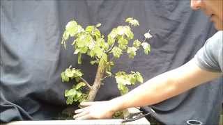 Fagus Sylvatica Bonsai 1 [upl. by Dittman]