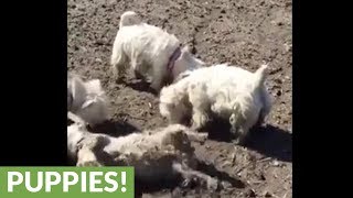 Pack of Westies love rolling in the mud [upl. by Airahcaz239]