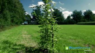 Avenbok Carpinus Betulus 200cm [upl. by Yenitsed]