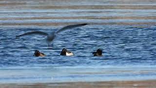 Ringnecked Duck sleeping  Linlithgow Loch  West Lothian  18124 [upl. by Oona]