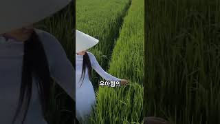 베트남 전통 의상 아오자이 우아함의 상징 ✨ [upl. by Lawford]