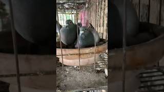 Supper Brider Resar Pigeon 382 K M Ress Kora ariyan pigeon [upl. by Ieso]