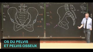 Anatomie des os du pelvis et pelvis osseux Pelvis 1 [upl. by Barnebas]