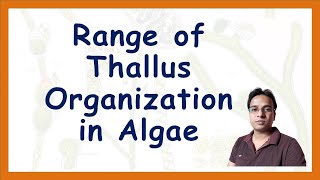 Range of Thallus organization in Algae  BSc 1  MSc 1  PGT BIOLOGY  NEET Biology [upl. by Nasia]