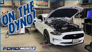 20182022 Mustang GT Steeda ProFlow Cold Air Intake Installation With Steeda Custom Tuning [upl. by Winfrid]