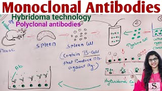 Monoclonal Antibodies  Hybridoma Technology Production of Monoclonal Antibodies [upl. by Ecnerret]