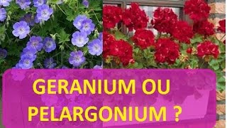 Géranium ou Pélargonium [upl. by Aztin909]