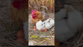 Gallina Adopta a un Perro [upl. by Neelhtak]