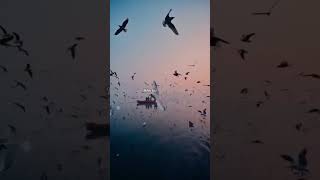 Ek Jaisa Haal Tera Mera🤍🍁kasturi song  Lyrics Aesthetic video lyrics shorts lofi [upl. by Enileuqaj]