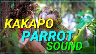 How a Kakapo Parrot Sound  Male Call  Bird  Nature Natural Planet  Animal [upl. by Aillemac]