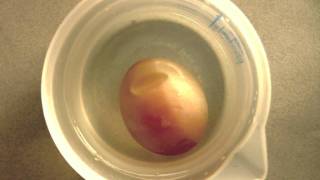 Osmosis demonstration with a raw egg [upl. by Forest]