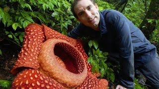 BIGGEST flower in the world Rafflesia arnoldii [upl. by Olemrac339]