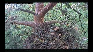 Goshawks RigaBKUS ♡ 3 Oktober 🤗 Schaffensreiche Minuten [upl. by Eidnar]