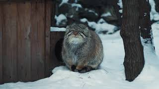 Манул греет лапки на хвосте │Pallas cat warms paws on his tail [upl. by Ellehs715]