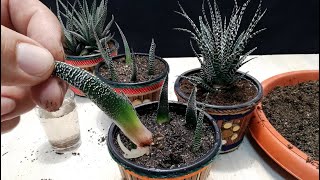 How to grow Zebra plant from Leaf  Haworthia [upl. by Kreit]