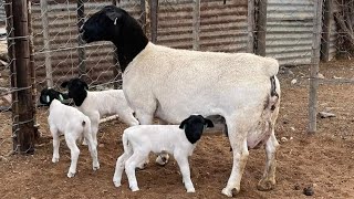 🔥DORPER SHEEP SOUTH AFRICAN 🔥 [upl. by Airehs205]