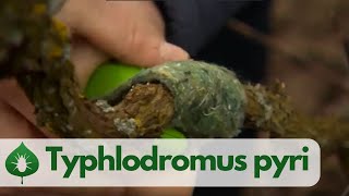 Typhlodromus pyri  ochrana před sviluškami hálčivci vlnovníky [upl. by Briana]