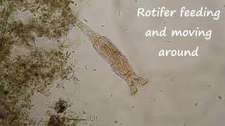 Rotifer feeding and moving around under my microscope [upl. by Elpmid145]