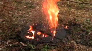 1 Pound Thermite in a Tree Stump [upl. by Llerdnod]