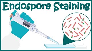 Endospore staining  Endospore stain procedure  Moeller and SchaefferFulton Methods [upl. by Nairahcaz]