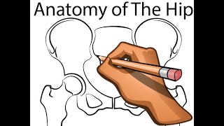 Hip Joint  Part 4  Normal Anatomy  Anterior and Posterior Columns of the Acetabulum [upl. by Ducan]