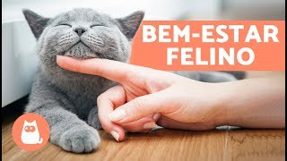 Como fazer um GATO FELIZ em 10 atitudes [upl. by Hubey767]