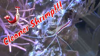 Cleaner Shrimp Care Guide [upl. by Tymothy]