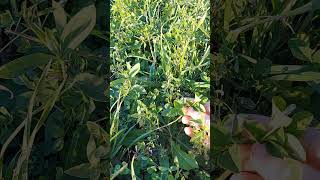 How to tell grass from alfalfa [upl. by Elihu]