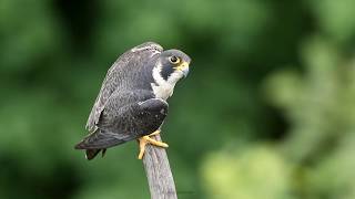 Peregrine Falcon calling  NJ [upl. by Meela]