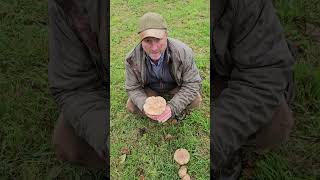 The Field Blewit mushroom [upl. by Virge]